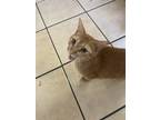Adopt Spaghetti a Orange or Red Tabby / Mixed (short coat) cat in Murfreesboro