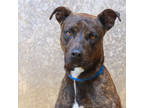 Adopt JD a Brindle Hound (Unknown Type) / Mixed Breed (Medium) / Mixed (short