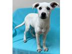 Adopt Darleen a White Labrador Retriever / Mixed dog in Staunton, VA (41298824)