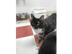 Adopt DEENA a All Black Domestic Shorthair / Domestic Shorthair / Mixed cat in