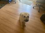 Adopt Sam a Brown/Chocolate - with Black Terrier (Unknown Type