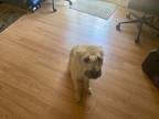 Adopt Sam a Tan/Yellow/Fawn - with Black Mutt / Terrier (Unknown Type