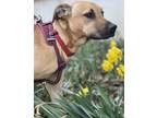 Adopt Blackjack a Brown/Chocolate - with Black Black Mouth Cur / Mixed dog in