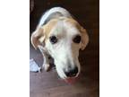 Adopt Cortana a White - with Brown or Chocolate Beagle / Mixed dog in