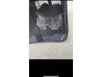Adopt Lucy and Ethel a Gray, Blue or Silver Tabby Tabby / Mixed (medium coat)