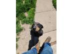 Adopt Lucy a Black - with Tan, Yellow or Fawn Black and Tan Coonhound / Mixed