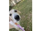 Adopt Maxie a White - with Tan, Yellow or Fawn Great Pyrenees / Mixed dog in