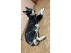 Adopt Maya a Black - with White Alaskan Malamute / Mixed dog in Frisco
