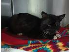 Adopt Zeke* a Domestic Shorthair / Mixed cat in Pomona, CA (41298625)