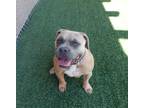 Adopt Snickers a Brown/Chocolate - with White Pit Bull Terrier / Mixed dog in
