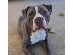Adopt Ralphie* a Pit Bull Terrier / Mixed dog in Pomona, CA (41183545)