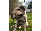 Adopt Koga a Tan/Yellow/Fawn Mastiff / Mixed dog in Fremont, NE (40881654)