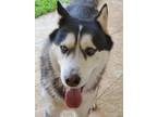 Adopt Troy a Black - with White Husky / Mixed dog in Mission, TX (41298582)