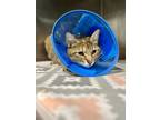 Adopt Bethany a Gray or Blue Domestic Shorthair / Domestic Shorthair / Mixed cat
