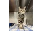 Adopt Noah a Gray or Blue Domestic Shorthair / Domestic Shorthair / Mixed cat in