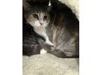 Adopt Spot a Gray or Blue Domestic Shorthair / Domestic Shorthair / Mixed cat in