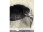 Adopt Sparks a Brown or Chocolate Domestic Shorthair / Domestic Shorthair /