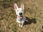 Adopt Destiny a White Bull Terrier / Mixed Breed (Medium) / Mixed (short coat)