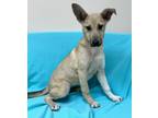 Adopt Nora Jo a Tan/Yellow/Fawn Shepherd (Unknown Type) / Mixed dog in Staunton