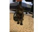 Adopt Darth Vaider a All Black American Shorthair / Mixed (short coat) cat in