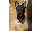 Adopt Beau a Black - with Tan, Yellow or Fawn Australian Cattle Dog / Mixed dog