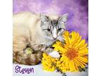 Adopt Steven 123675 a White Domestic Shorthair (short coat) cat in Joplin