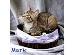 Adopt Mark 123622 a Domestic Shorthair (short coat) cat in Joplin, MO (41216360)