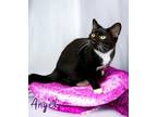 Adopt Angel 30027 a All Black Domestic Shorthair (short coat) cat in Joplin