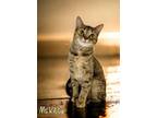 Adopt Ms. Kitty 29979 a Domestic Shorthair (short coat) cat in Joplin