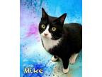 Adopt Mike 29909 a All Black Domestic Shorthair (short coat) cat in Joplin