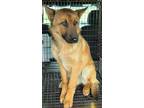 Adopt Edgar a Shepherd (Unknown Type) / Mixed dog in Portland, IN (41298426)