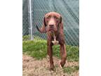 Adopt Braxton a Brown/Chocolate Labrador Retriever / Hound (Unknown Type) /