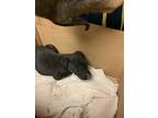 Adopt 55784669 a Black Labrador Retriever / Mixed dog in Los Lunas