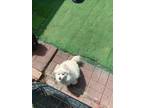 Adopt Dina a White Pomeranian / Mixed dog in Birmingham, AL (41296138)