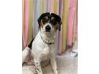 Adopt Ruffles a Tricolor (Tan/Brown & Black & White) Hound (Unknown Type) /