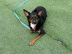 Adopt Whylie a Black - with Tan, Yellow or Fawn Shepherd (Unknown Type) / Mixed