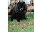 Adopt Harley a Black Pomeranian / Mixed dog in Birmingham, AL (41298056)