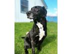 Adopt Bash a Black Labrador Retriever / Mixed Breed (Medium) / Mixed (short