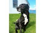 Adopt Bash a Black Mixed Breed (Large) / Mixed dog in Millersburg, OH (41296608)