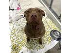 Adopt Minnie a Brown/Chocolate Mixed Breed (Large) / Mixed dog in Mentor