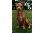 Adopt Cinnamon a Red/Golden/Orange/Chestnut Mixed Breed (Large) / Mixed dog in