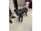 Adopt F24 FL 424 Chula a Black American Pit Bull Terrier / Mixed Breed (Medium)