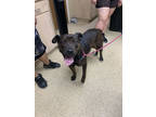 Adopt F24 FL 424 Chula a Black American Pit Bull Terrier / Mixed dog in La