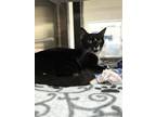 Adopt Evangeline a All Black Domestic Shorthair / Domestic Shorthair / Mixed cat
