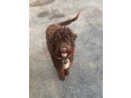 Adopt Barkley a Brown/Chocolate Aussiedoodle / Mixed dog in Wallingford