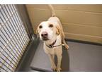 Adopt Jewel a White - with Tan, Yellow or Fawn Hound (Unknown Type) / Mixed dog