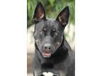 Adopt Skylar von Roxy a Black - with Tan, Yellow or Fawn German Shepherd Dog /