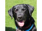 Adopt Baby Huey a Black Labrador Retriever / Mixed dog in Atlanta, GA (41175242)