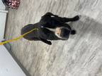 Adopt Trigger a Black - with White Staffordshire Bull Terrier / Mixed dog in