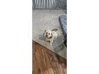 Adopt Cooper a Tan/Yellow/Fawn Cavachon / Mixed dog in Aurora, CO (41298070)